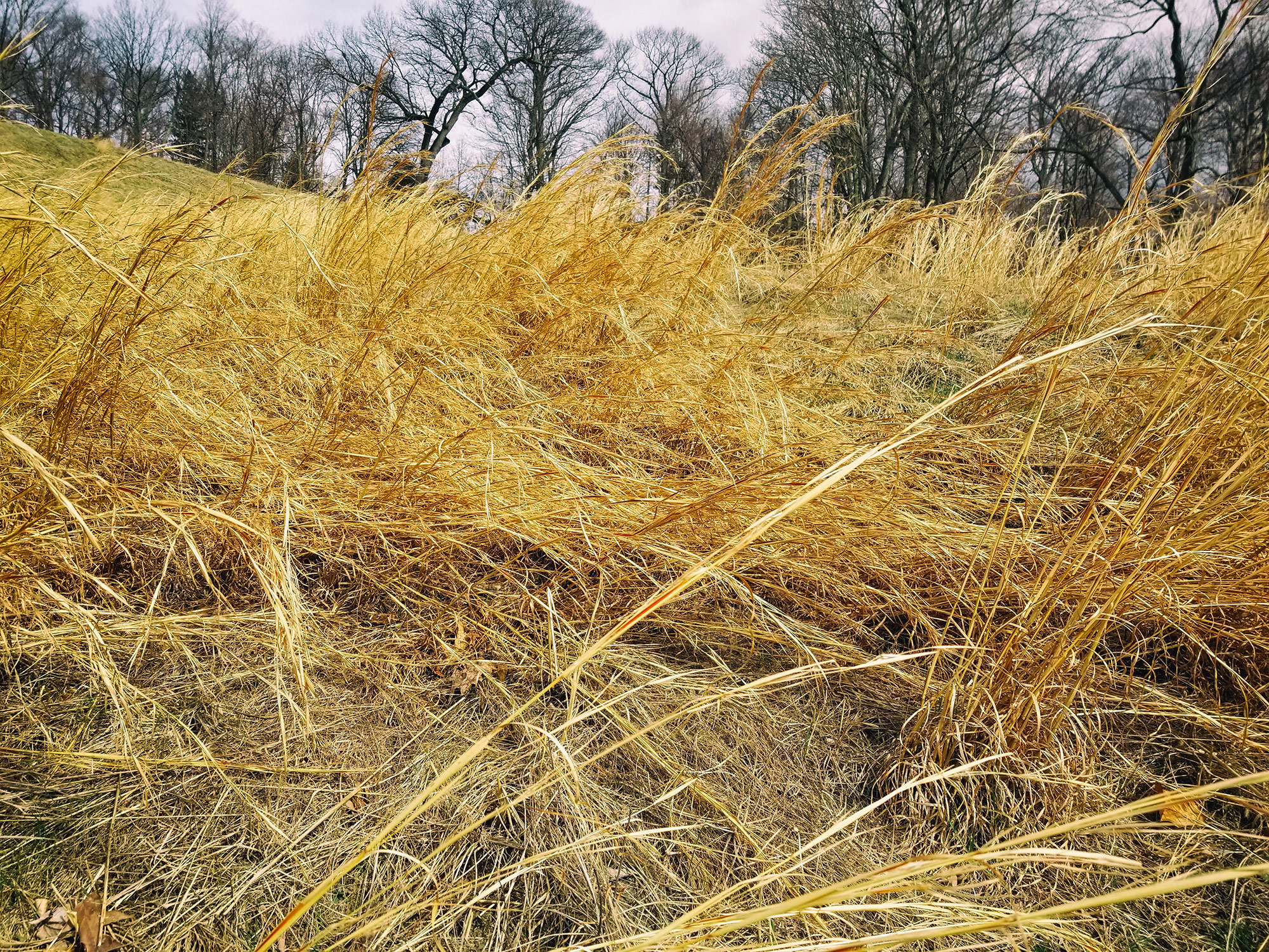  Tall winter grass in rockefeller preserve ©2018 by bret wills