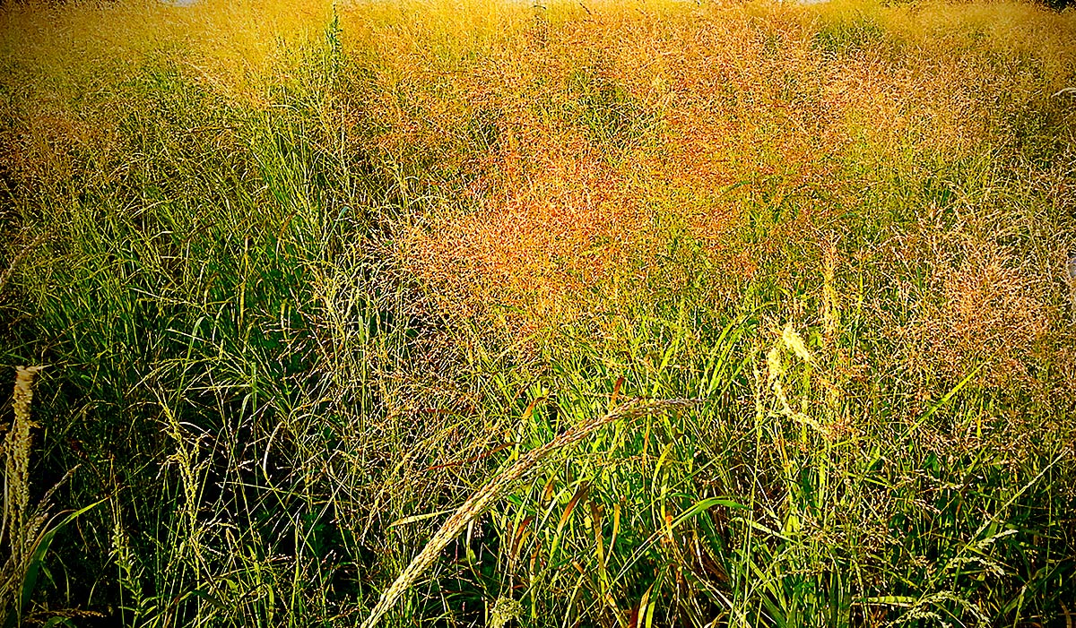 tall grass photography by bret wills