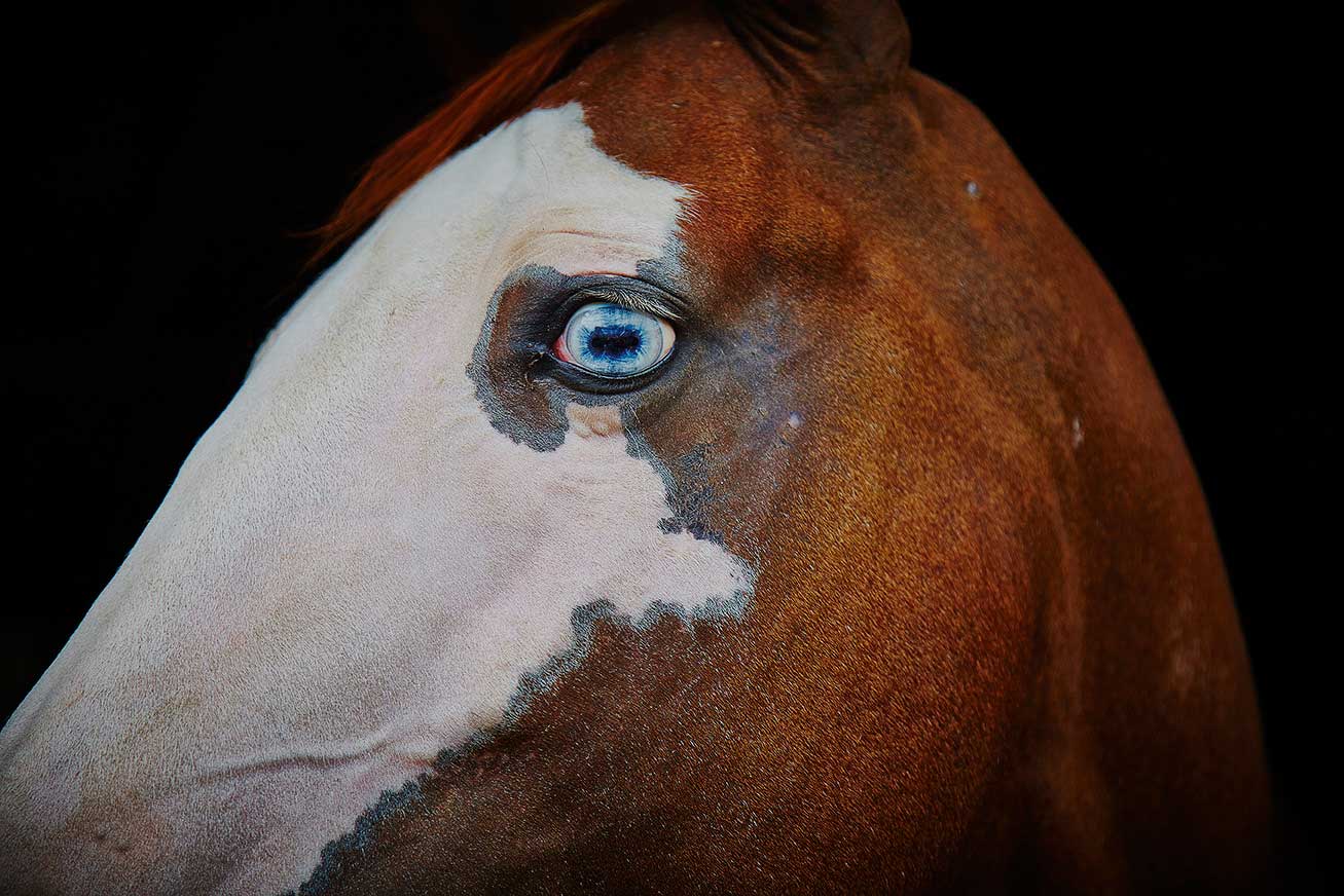 blue-eyed horse ©2015
              by bret wills