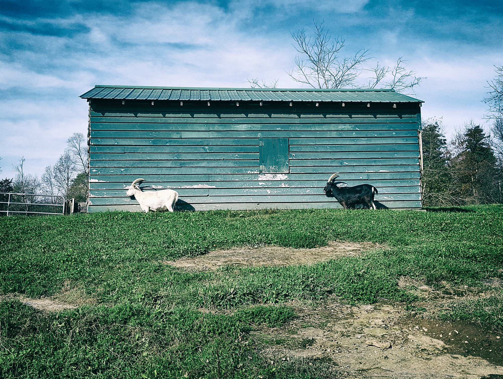   goats ©2017 by bret wills