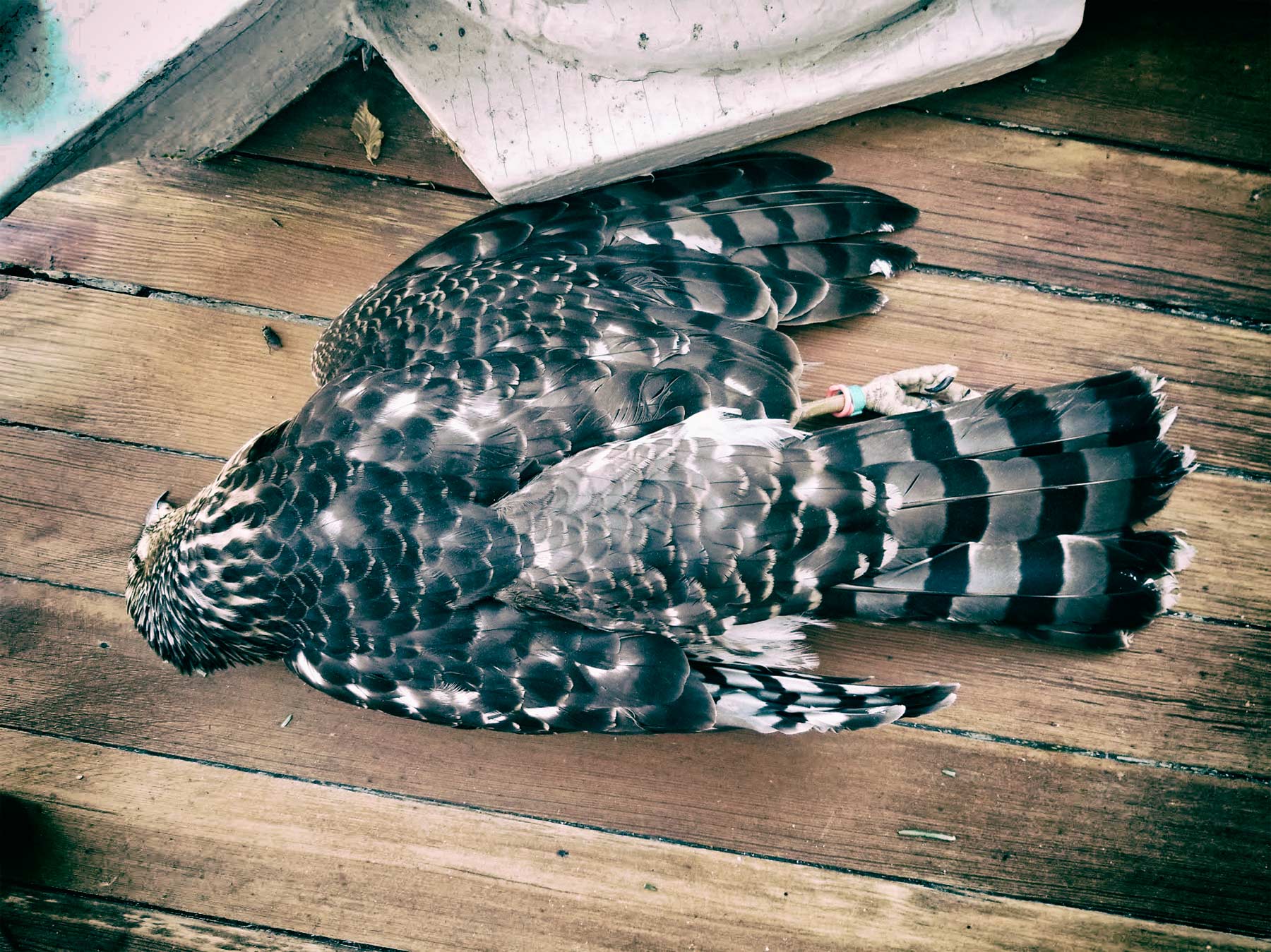   banded hawk ©2018 by bret wills