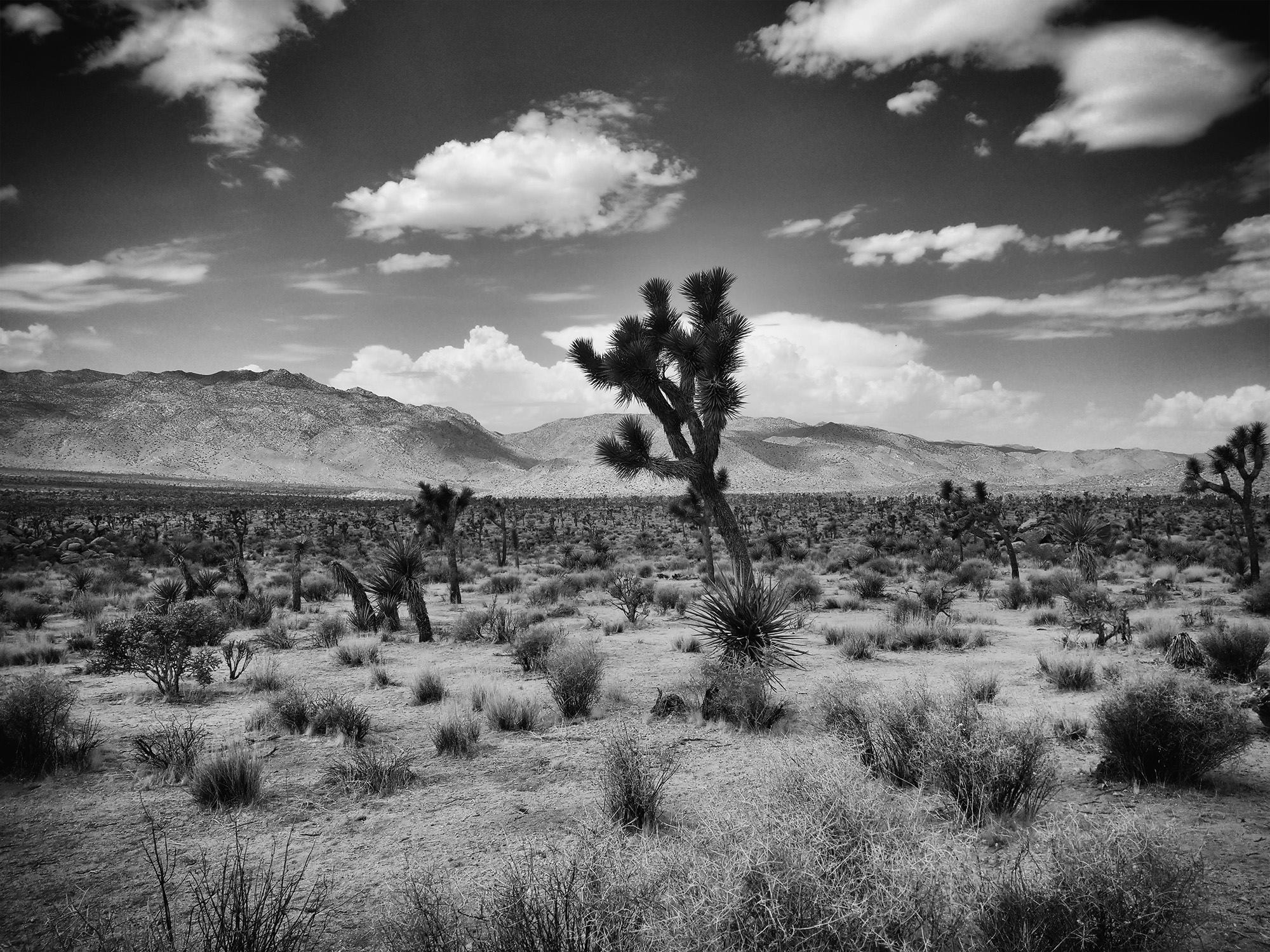 Joshua tree ©2018 by bret wills