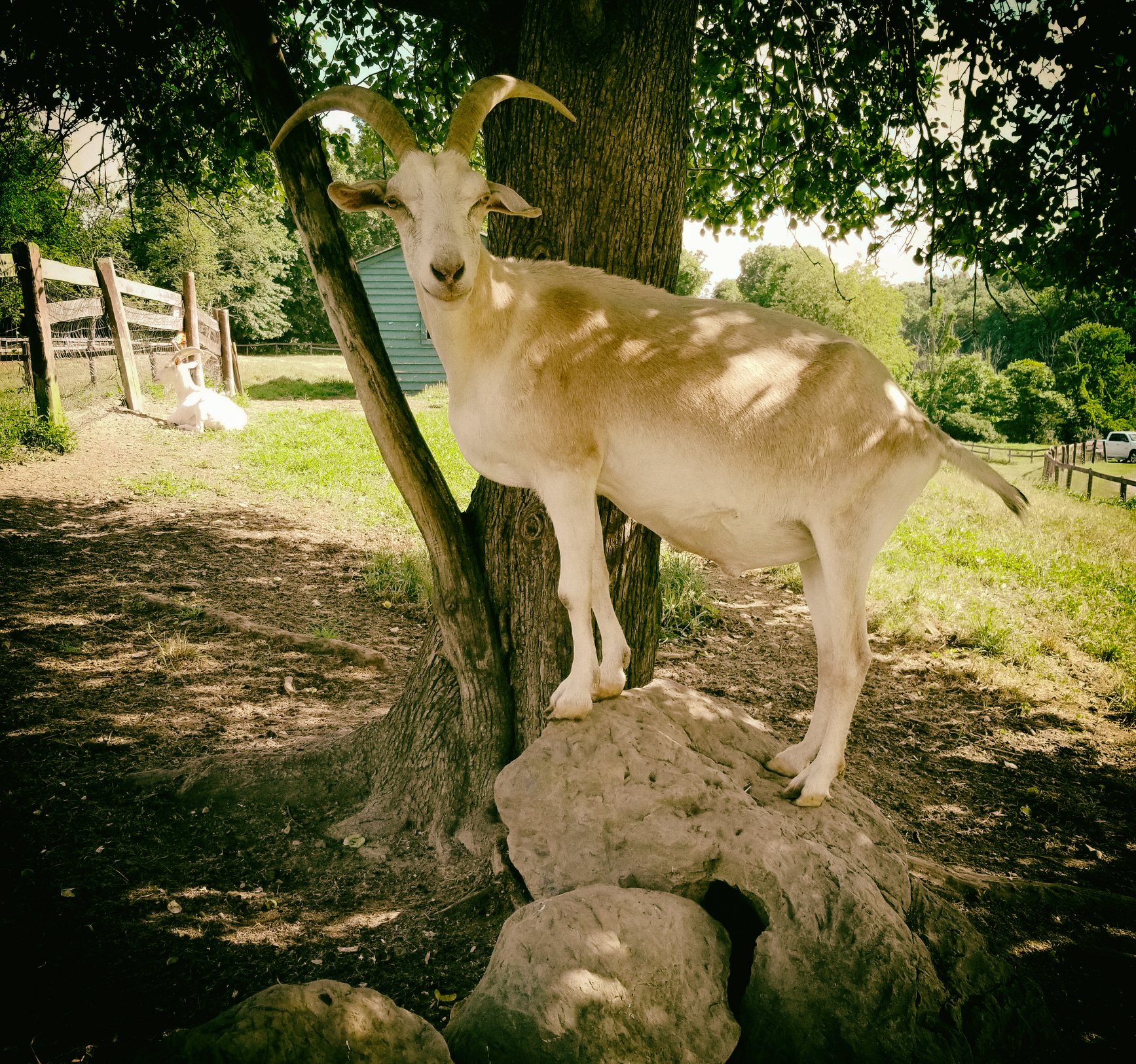  catskill animal sanctuary ©2018 bret wills