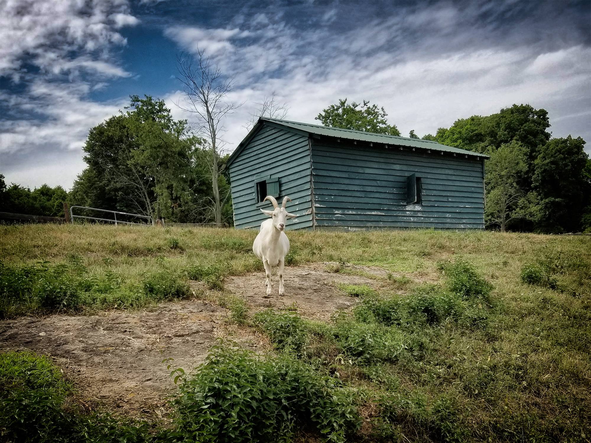 catskill animal sanctuary ©2018 bret wills