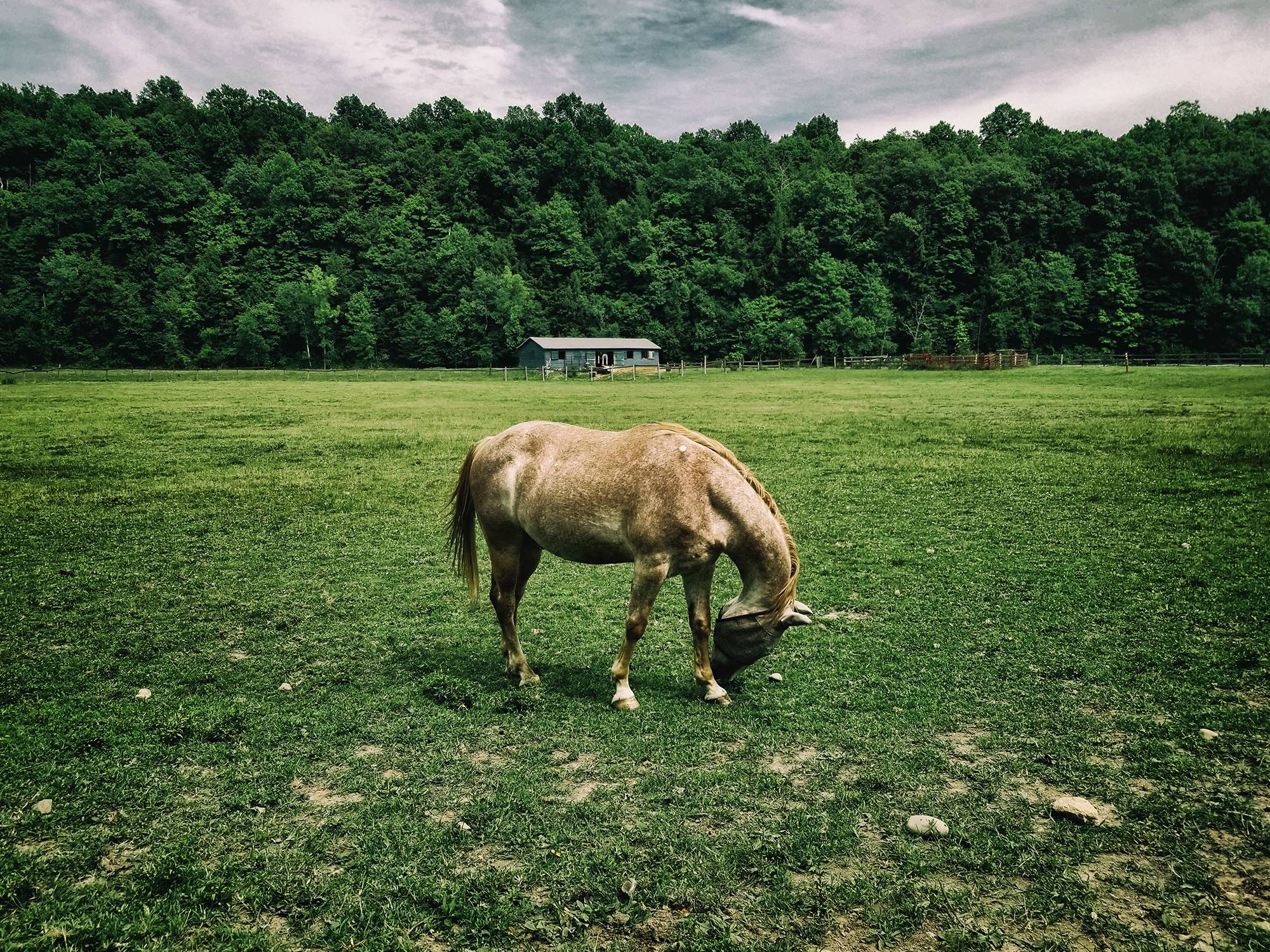 catskill animal sanctuary ©2018 bret wills