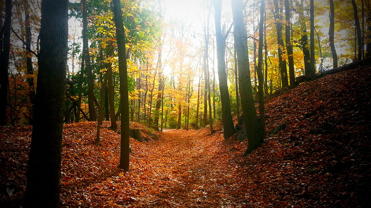 woodsy trail by bret wills