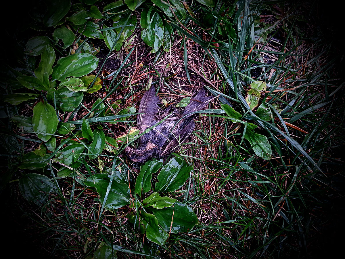 bird	 photo © 2014 bret wills