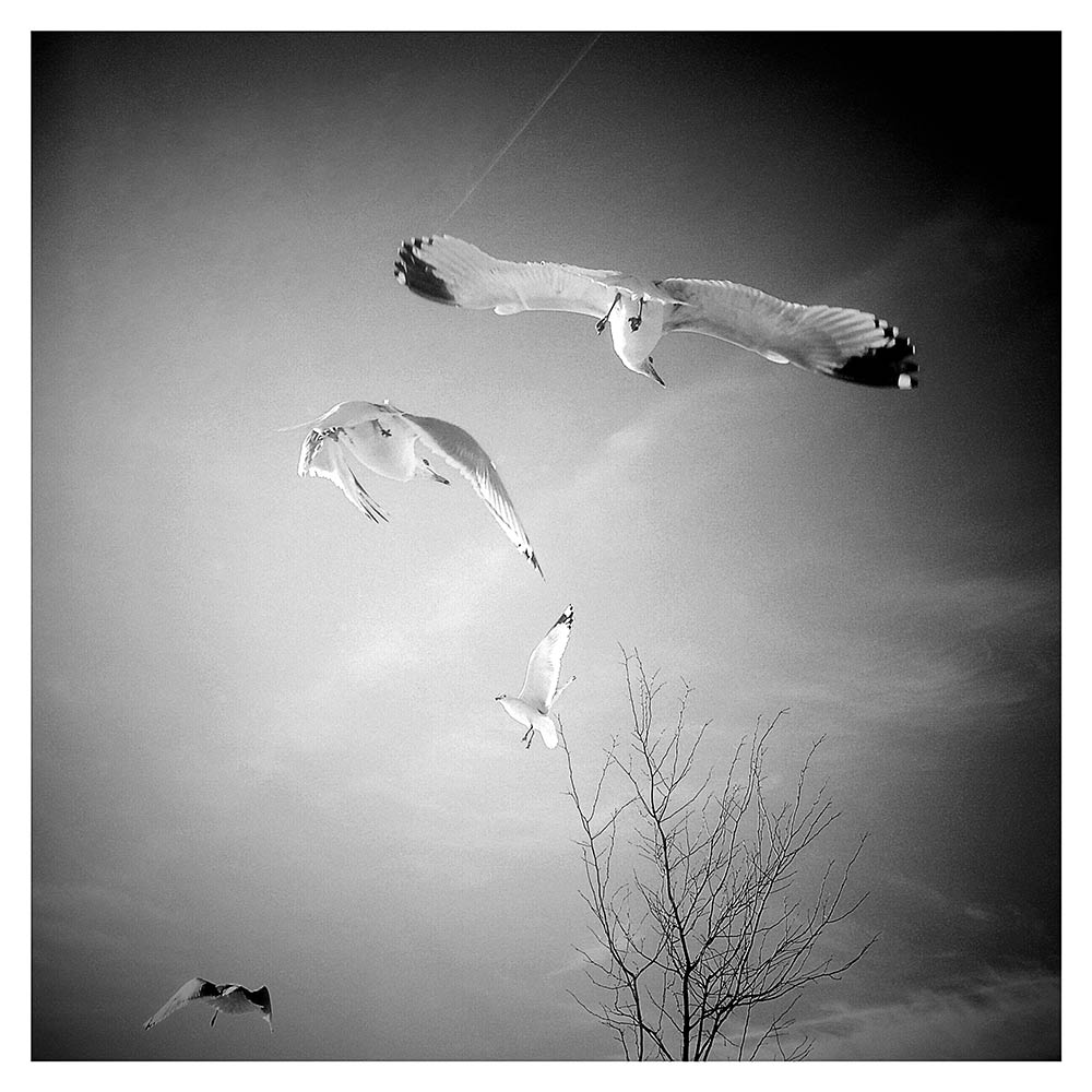 french fry fly ©2014 bret wills
