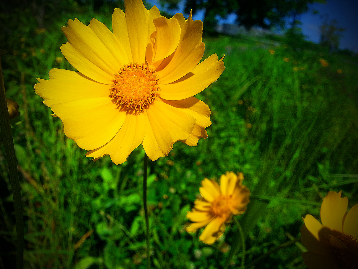 yellow dahlia flower photography by bret wills