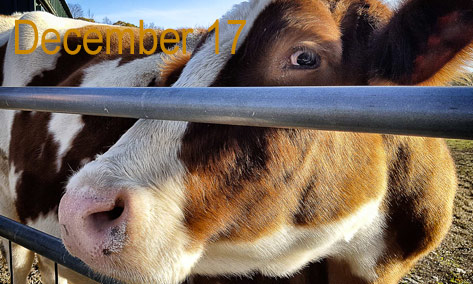 cow